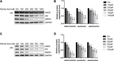 Icariside Ⅱ Attenuates Palmitic Acid-Induced Endothelial Dysfunction Through SRPK1-Akt-eNOS Signaling Pathway